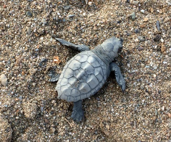Ein tolles Schildkröten-Jahr an den Stränden zwischen Alanya und Cirali